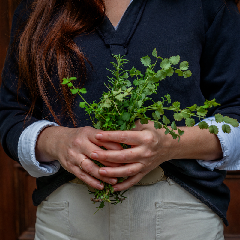 Person holding a bunch of fresh green herbs